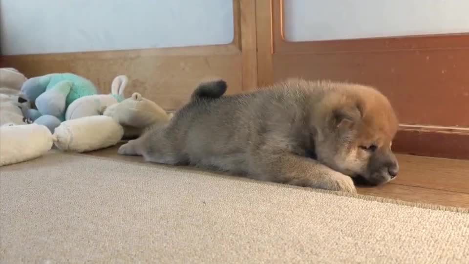 小奶狗生闷气哼哼唧唧的样子太可爱了