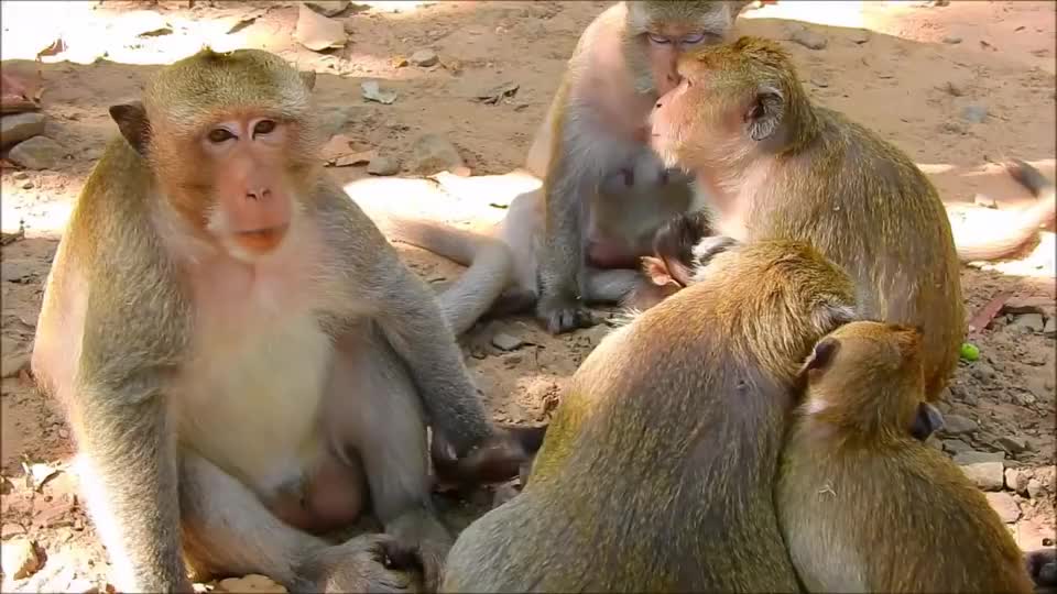 无辜的母猴突然被公猴袭击母猴大声尖叫