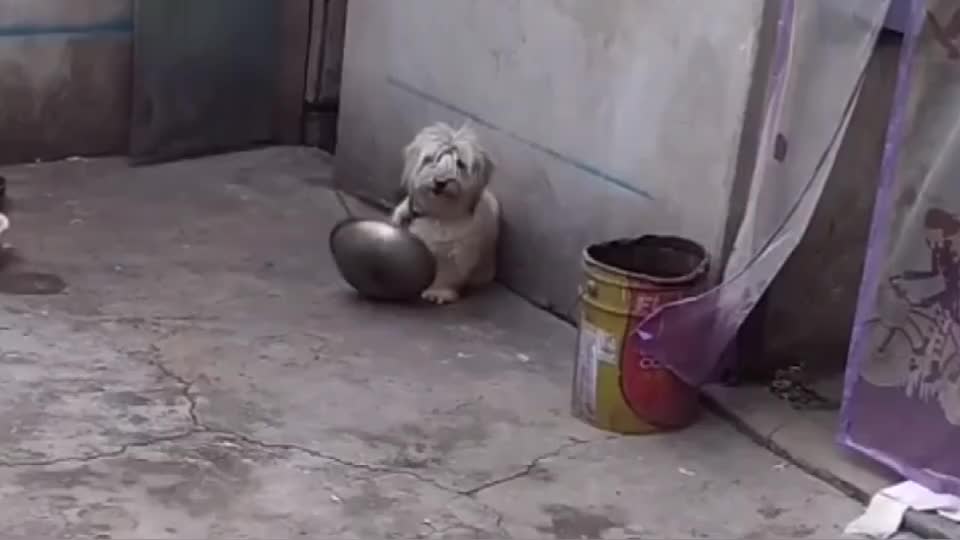 当狗子饿急眼,解锁要饭新技能