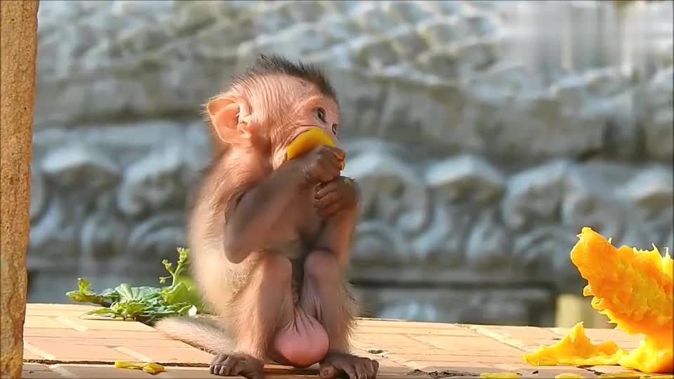 00:00 02:00 02:00 为您推荐: 主人带猴子去看母鸡孵小鸡,小猴子很