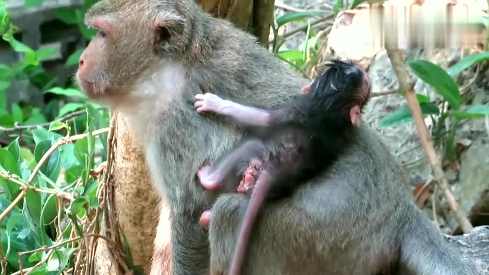 母猴分娩生小猴子图片