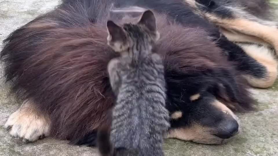 狸花猫会按摩,藏獒是它保镖!