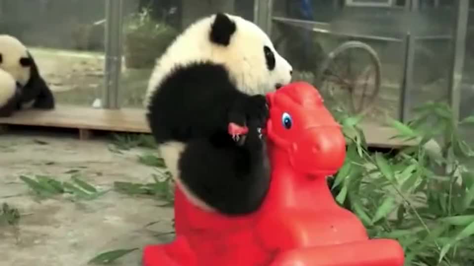 这货在熊猫界里可能是骑小马骑的最好的宝宝了