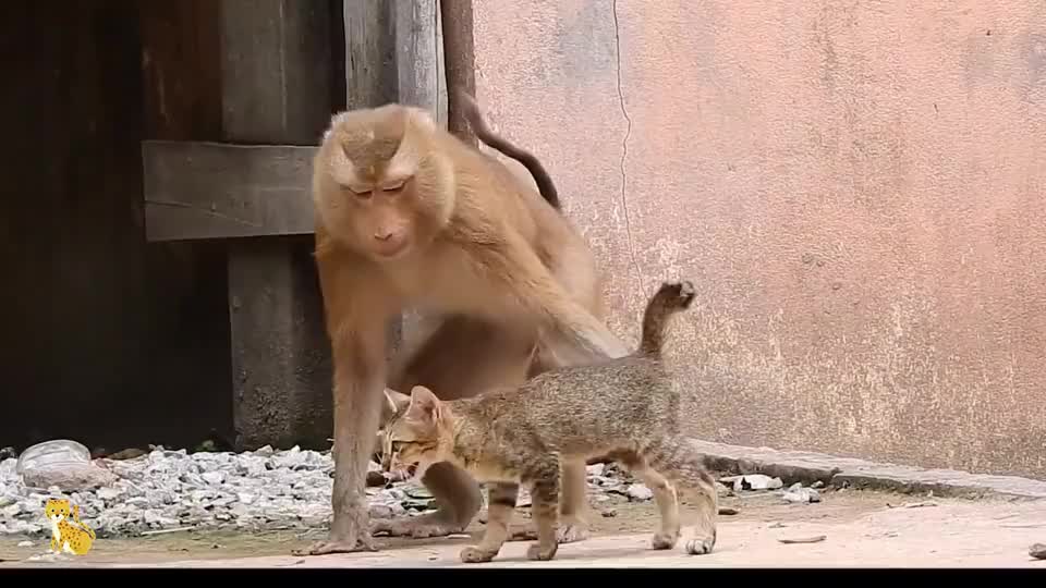 猴哥认错孩子，把小猫搂在怀里，察觉后尴尬的离开