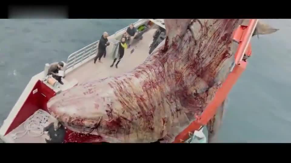 众人捕捉到巨型鲨鱼,都乐坏了,怎料下秒后悔都来不及