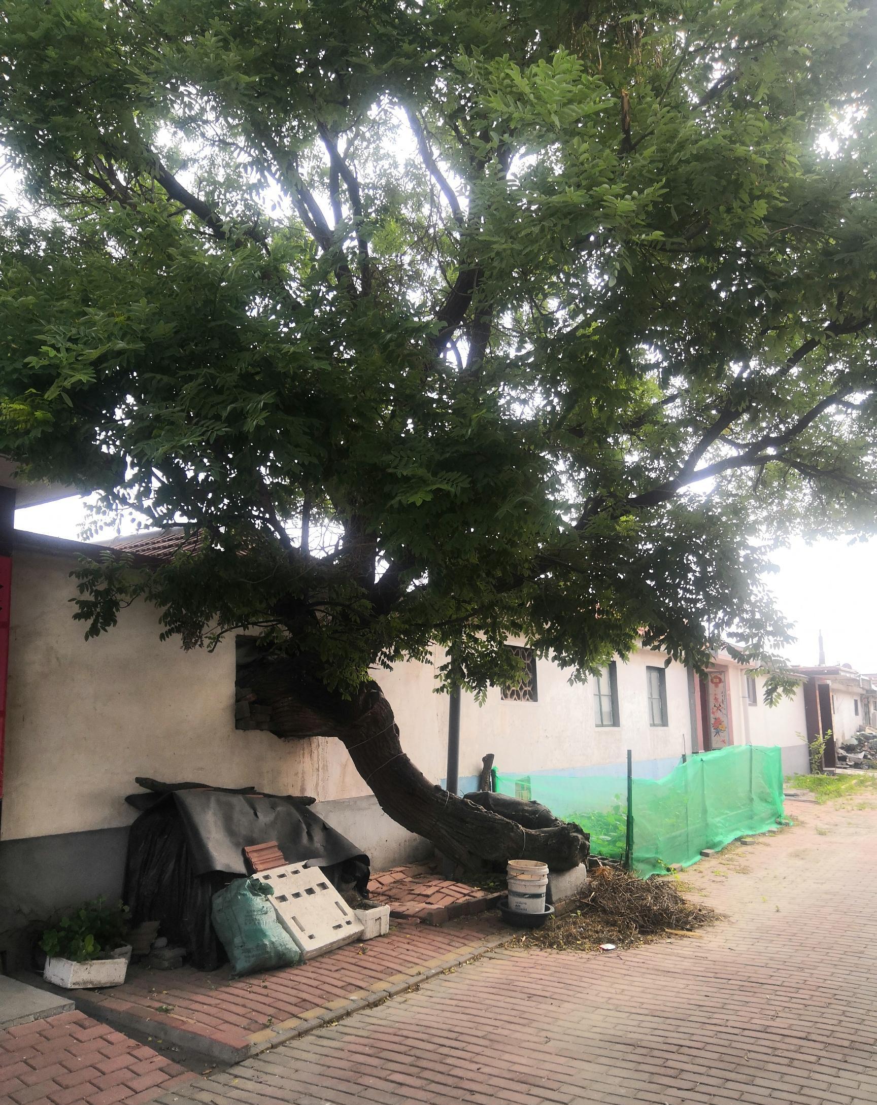 莱州很多村都能看到上百年的大槐树,土山镇境内就有不少