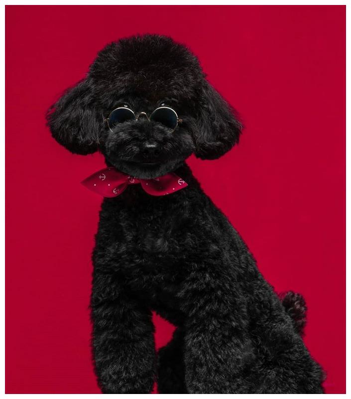 朴灿烈的多芬变安静了!身穿紫色公主裙,修剪造型端庄拍照