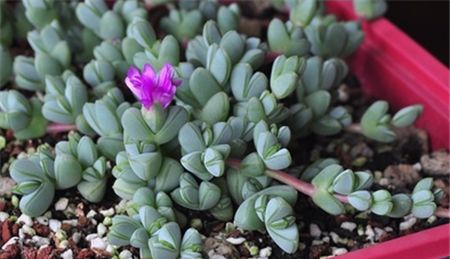 "小家碧玉"碧玉莲,一种开花十分好看的多肉植物