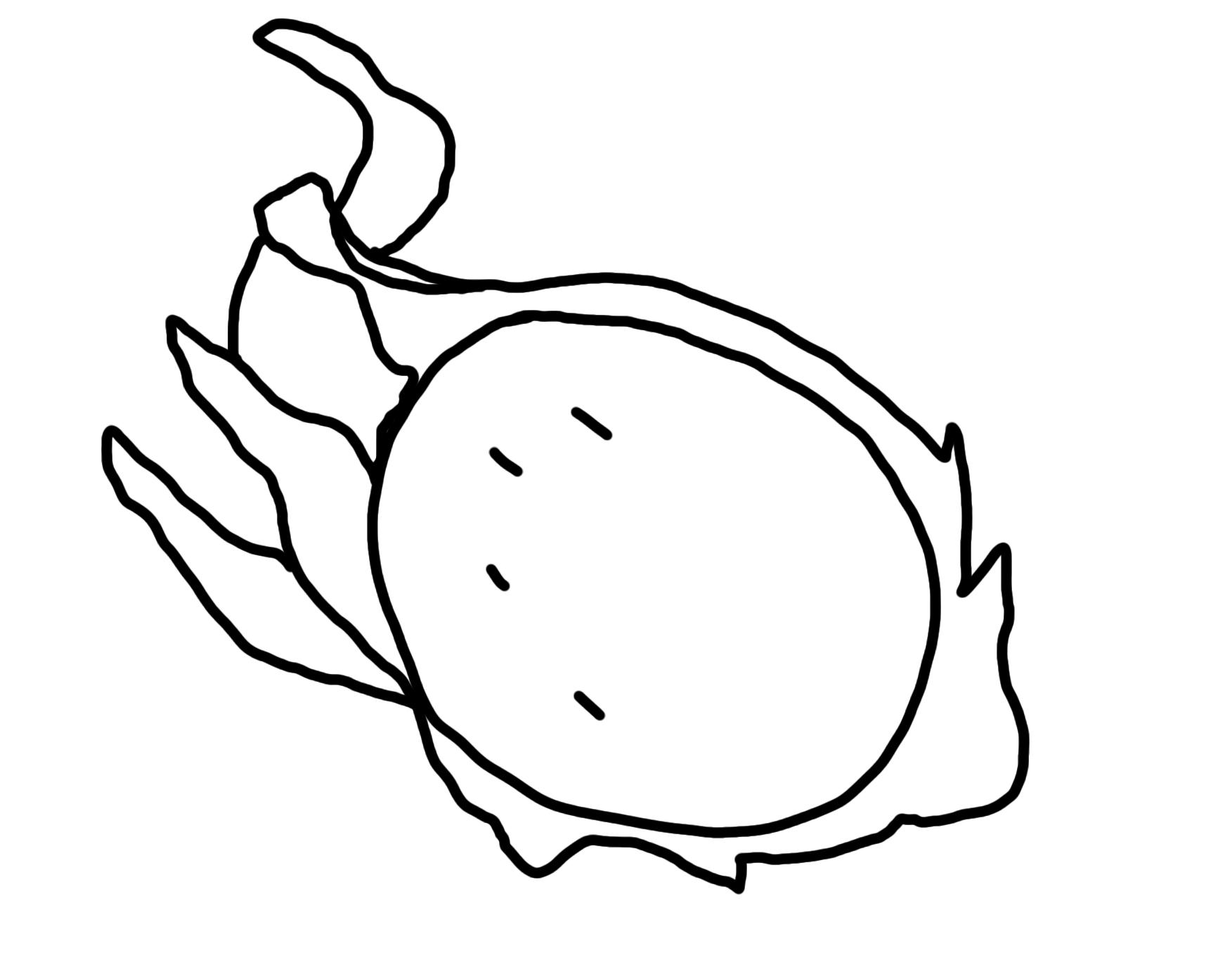 儿童简笔画课堂步骤图教你快速学会绘画简笔画水果火龙果