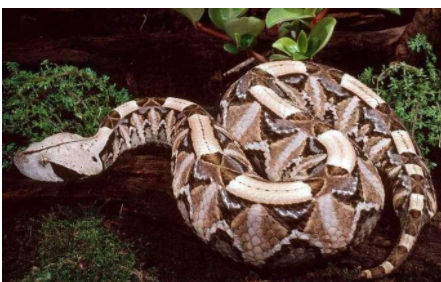 世界最胖的毒蛇,行走方式匪夷所思,猫都被它猎杀|加蓬|蝰|行走方式