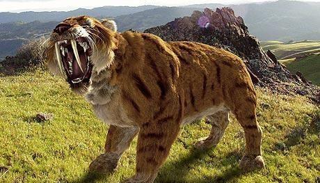 为什么剑齿虎会突然灭绝?看完你就知道了.