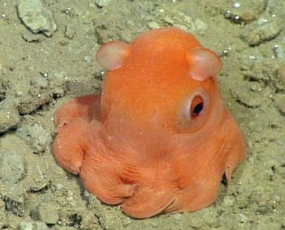 蛸|生物|可爱_新浪新闻