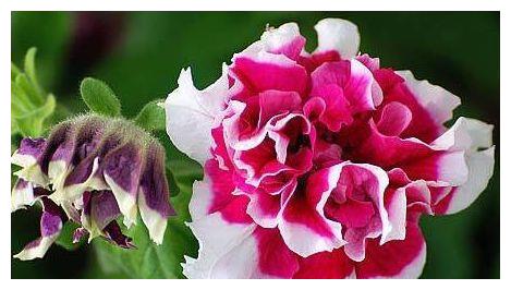 农历8月18日过后 家养4种 小花 四季繁花似锦 姿色艳丽 矮牵牛 金边瑞香 杜鹃花 新浪新闻