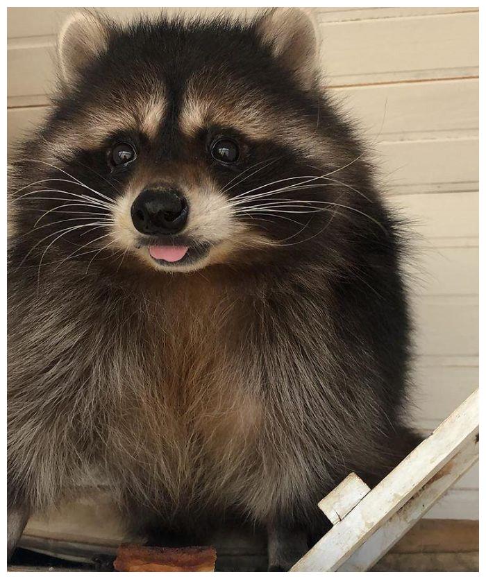 萌哒哒的小浣熊干脆面真是太逗了