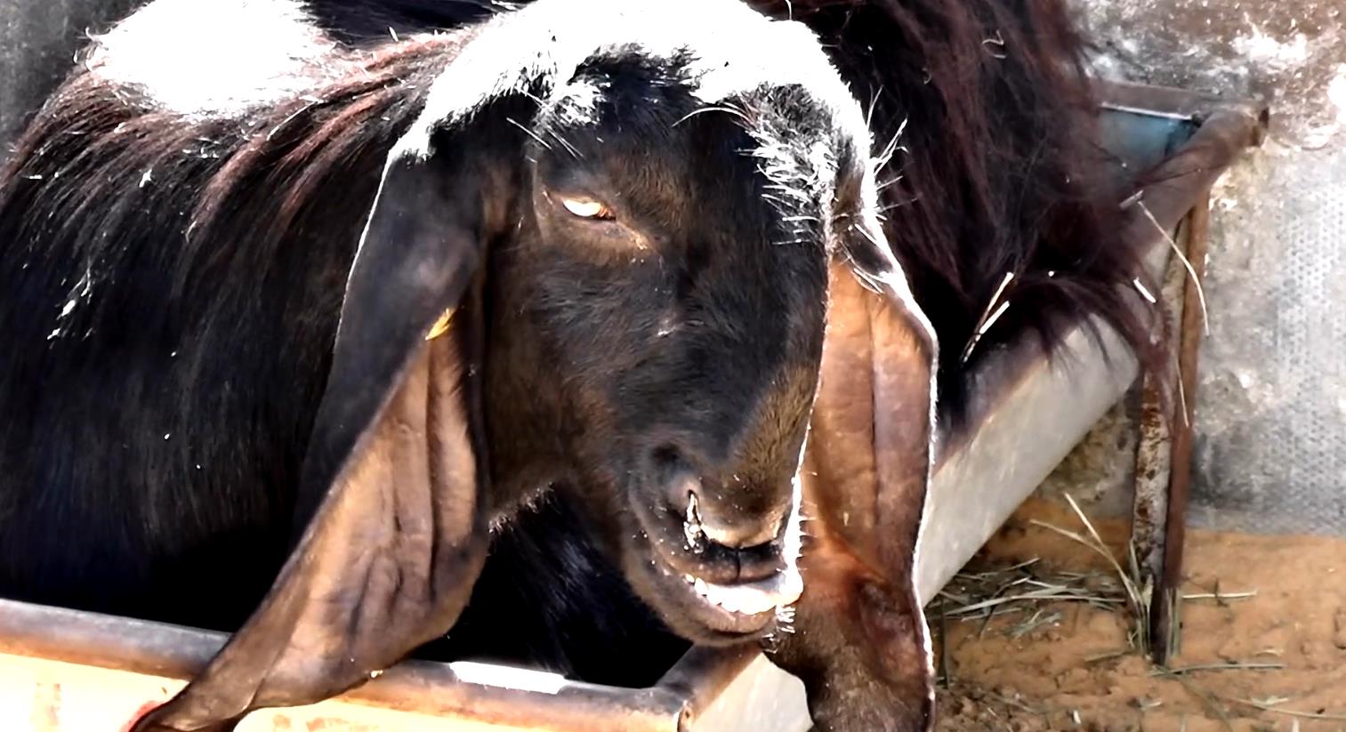 世界最丑山羊,被称羊界"兰博基尼",网友:这是长残了?