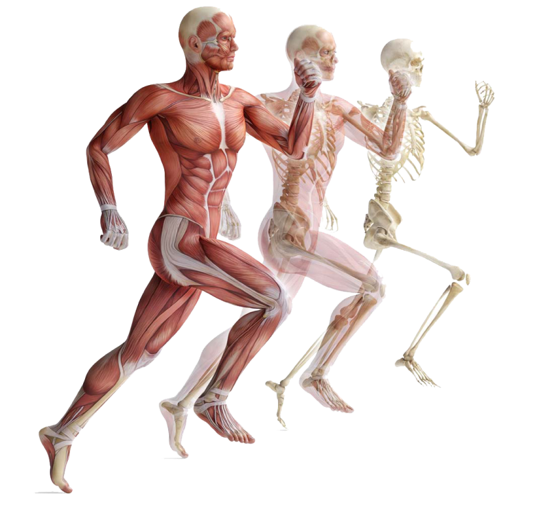 警惕老年人的健康杀手肌少症|老年人|肌肉|蛋白质_新浪新闻