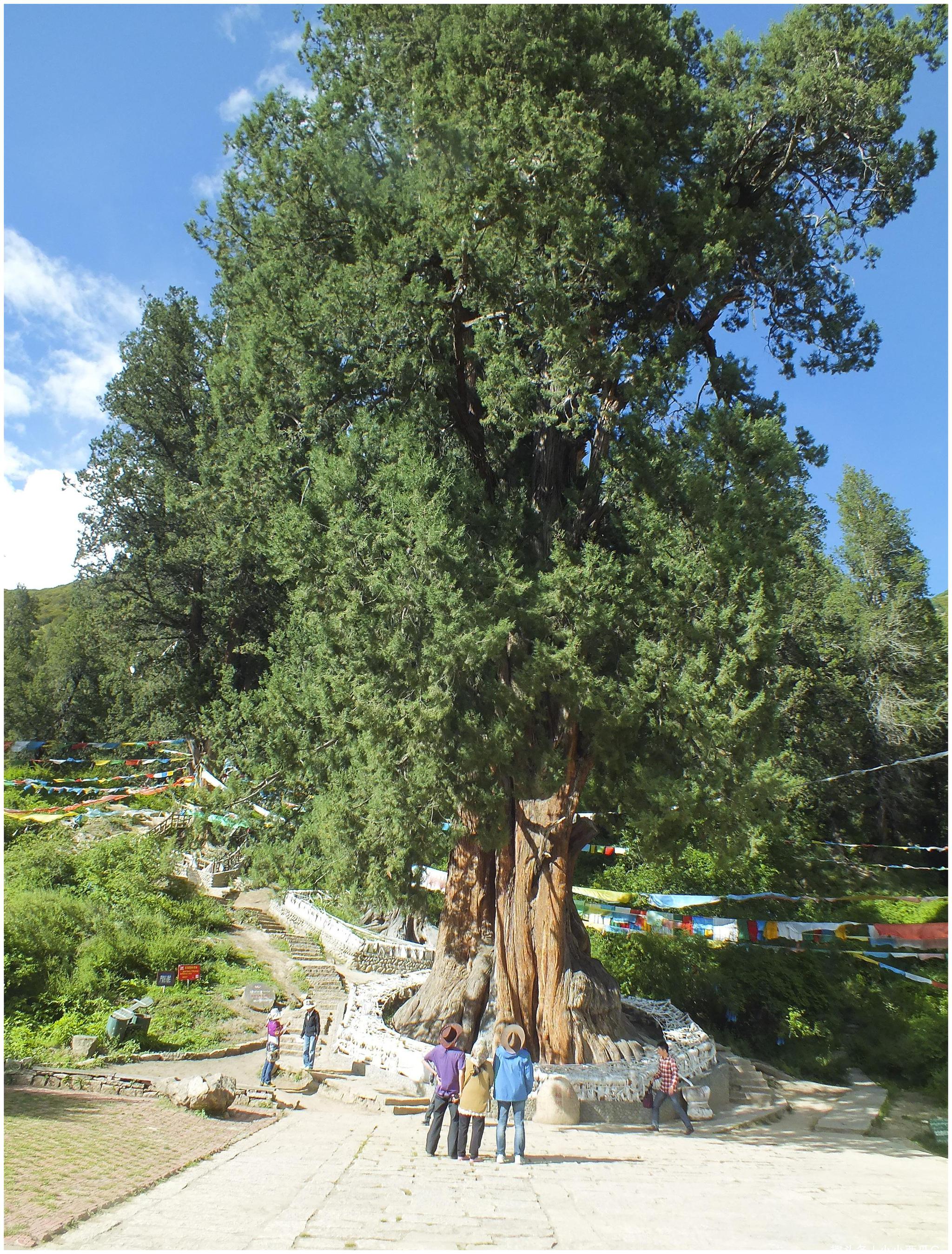 国内唯一的柏树王园林,由广东援助建立,成了西藏林芝特色旅游点