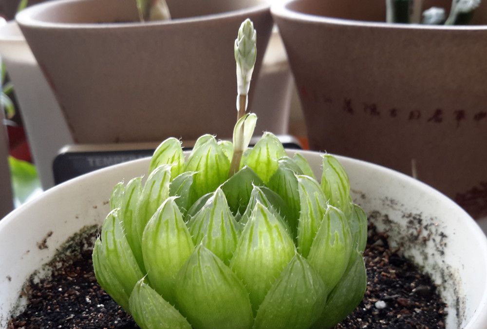 樱水晶杂,来的时候花剑在里面包着,上盆不过3天,它就造反了