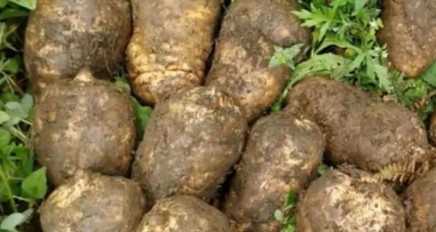 大山上有一种药材形似土豆外面一斤2百元药效极高你见过