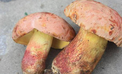 最爱,现价格居高不下,能卖到150元一斤|云南|野生菌|牛肝菌_新浪新闻