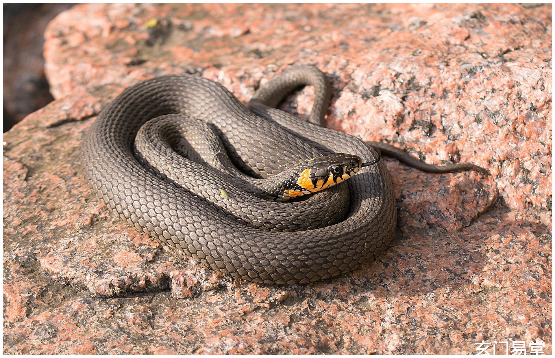 属蛇的人是哪年出生的好原来是这样属蛇的几月出生最好
