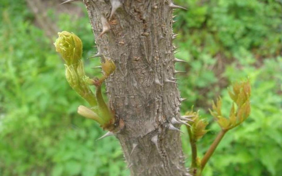 农村这种长在树上的野菜,味道鲜美又营养丰富,被称为天下第一珍|刺老