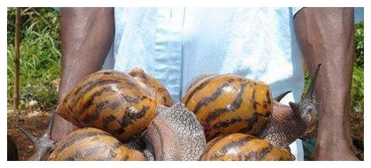 非洲人最喜欢吃蜗牛差点都把蜗牛吃灭绝了