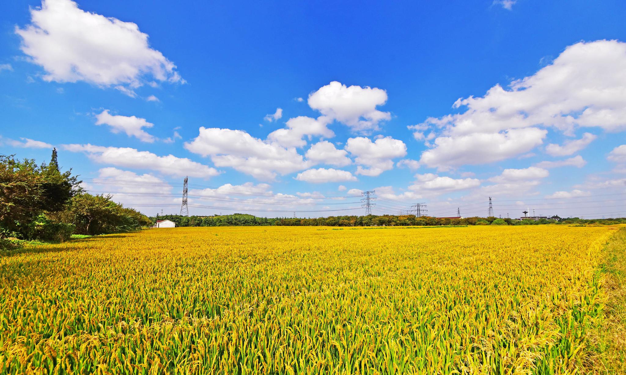 白云飘过湛蓝的天空,秋风吹过金色的田野.
