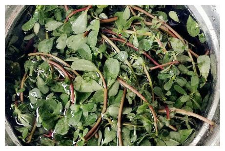 夏天,遇到我从不错过的菜,城里是宝农村人却当草,好吃还健康