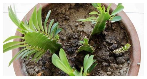 龙骨花根系出问题怎么治肥浓了怎么洗根换盆