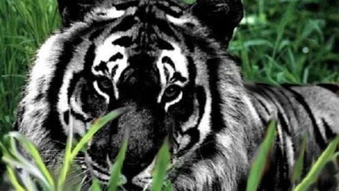 正文         黑老虎实际上是患有假性黑化症的孟加拉虎,又称"忧郁