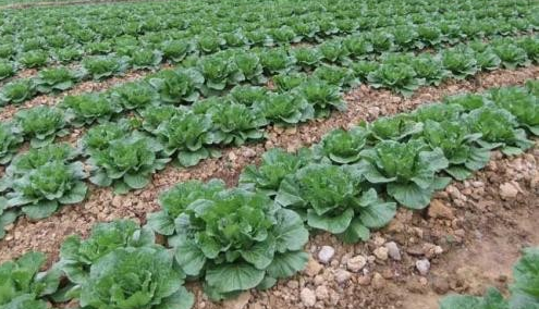 白菜定苗后到莲座期施肥,要注意几个方面,生长才旺盛