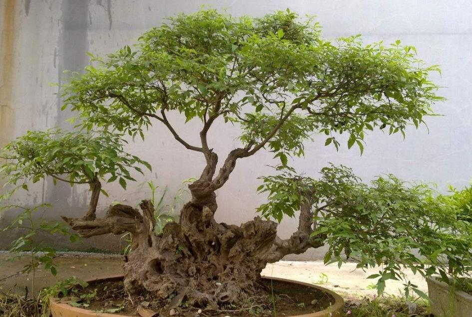 野外的黄荆经过这几个步骤就能养成古朴苍劲的盆景