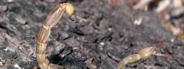 男子20年吃了2万多只蝎子，医生给他检查身体后，惊奇不已！休闲区蓝鸢梦想 - Www.slyday.coM