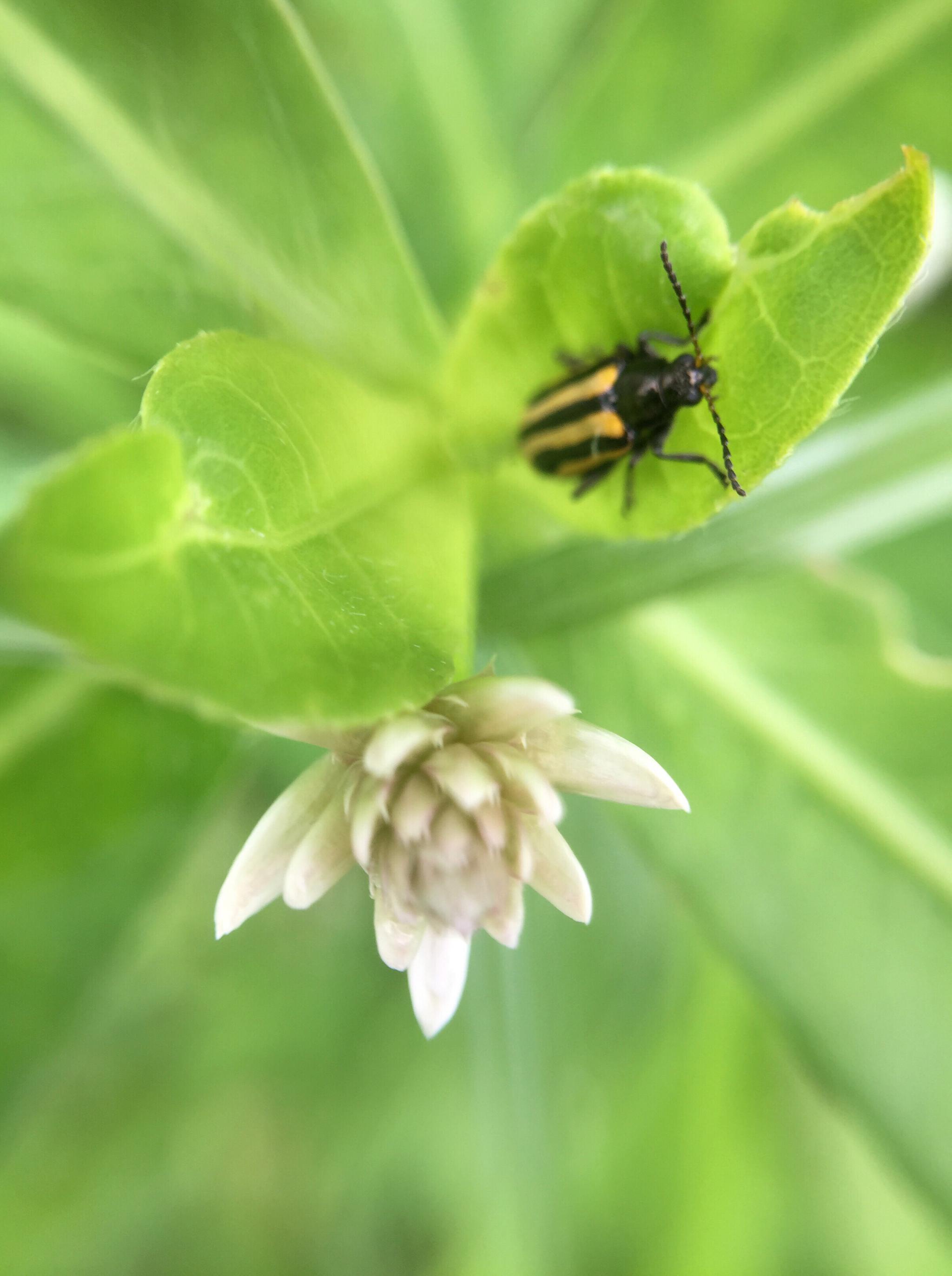 黄曲条跳甲_高清图集_新浪网