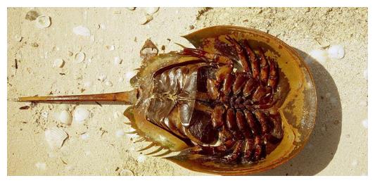 虽然鲎虫存在地球上已经2亿多年了,但是外貌却没有进化,并且可能跟