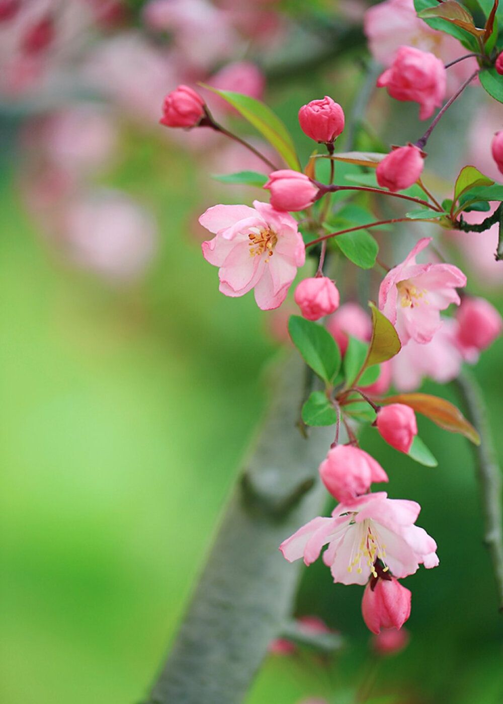 那些花草的花语与传说_高清图集_新浪网