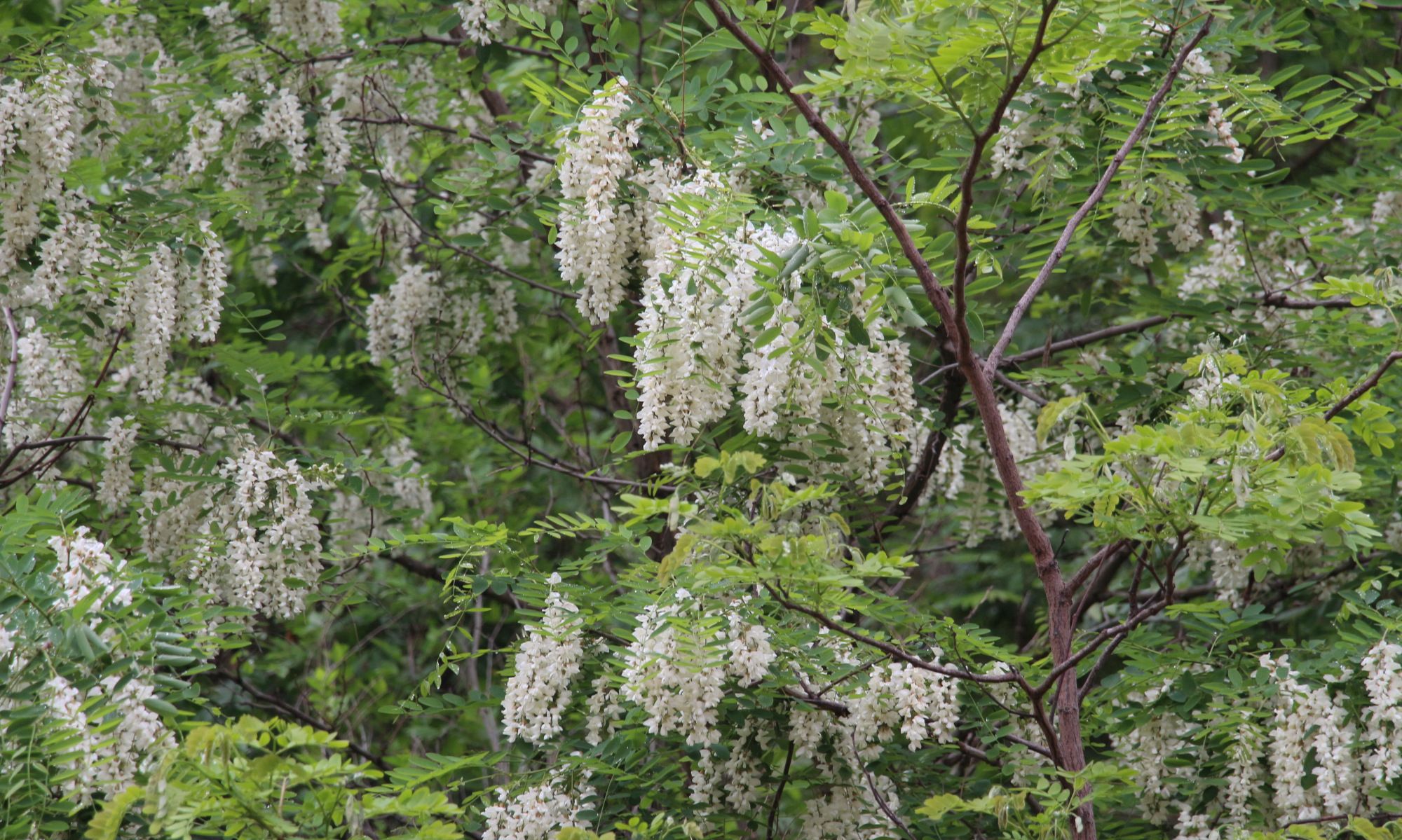 威海的槐树花开了!浓香里还带着丝丝的甜_高清图集_新浪网