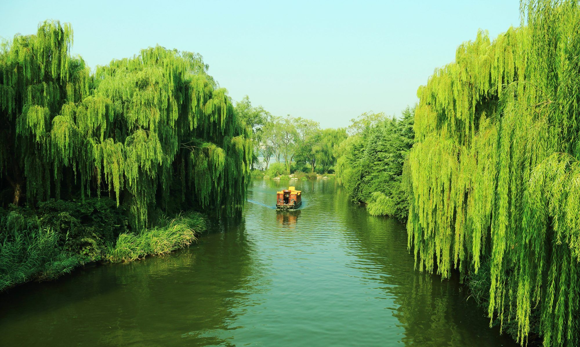 济南:夏日的大明湖柳树成荫,白荷花引得游客赞叹