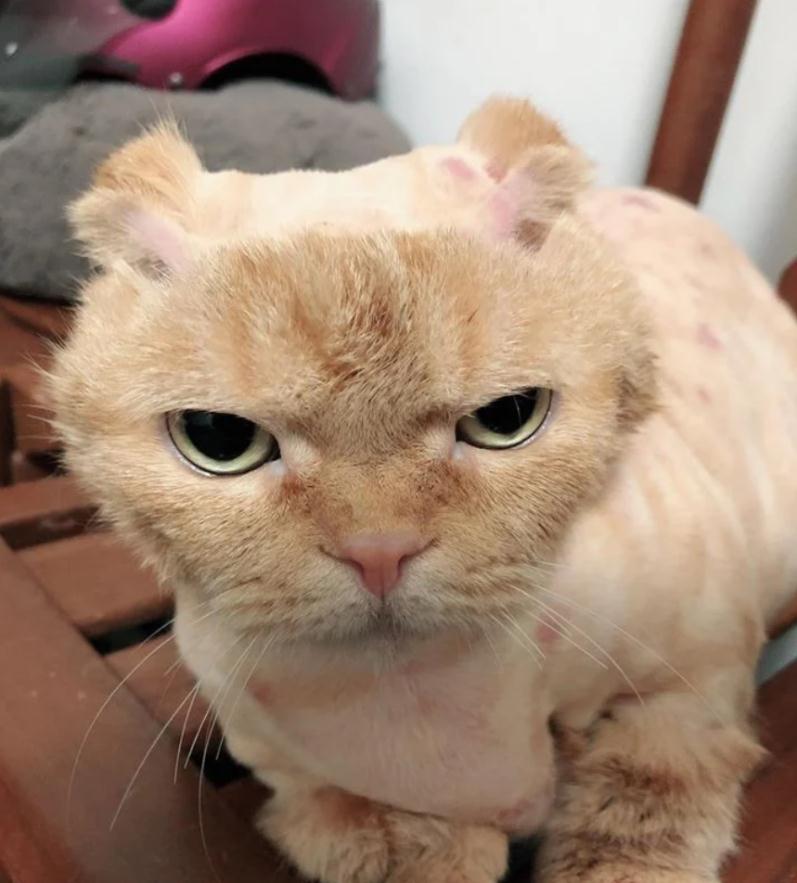 给猫咪剃毛,一看正面变成"平头哥",主人笑翻:希望它不要恨我