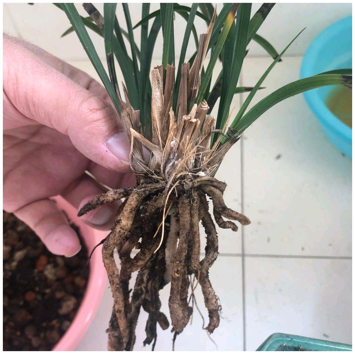 兰花专用土是万能养兰土使用不当盆土长期湿漉漉兰花空根烂根