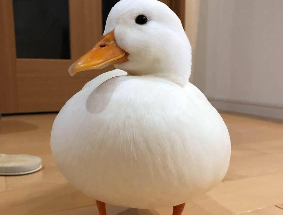 外形可爱的柯尔鸭被部分人当做宠物其实有三点缺点