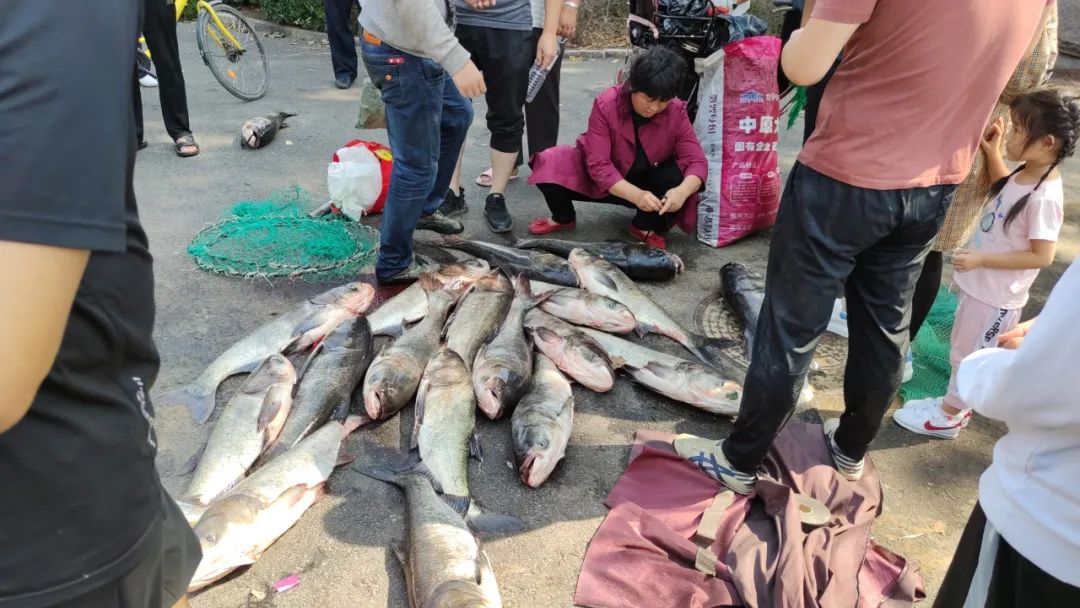 一米长的大花鲢随处可见|崂山水库|花鲢鱼|鱼_新浪新闻