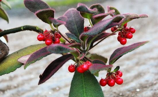 虎舌红的功效与作用红果紫叶观赏性强全草入药清热利湿
