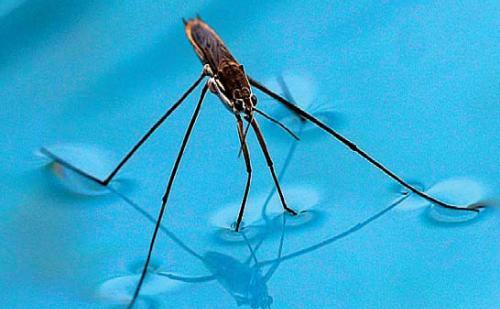 水黾的体型比蚊子大一些,一般可以生长到8~20mm.