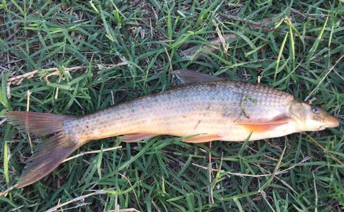 这种鱼俗称水米子长江黄河里都有现在受到严格保护