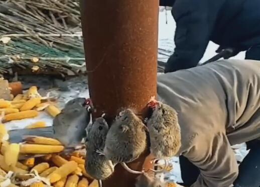 偷粮老鼠被抓获
