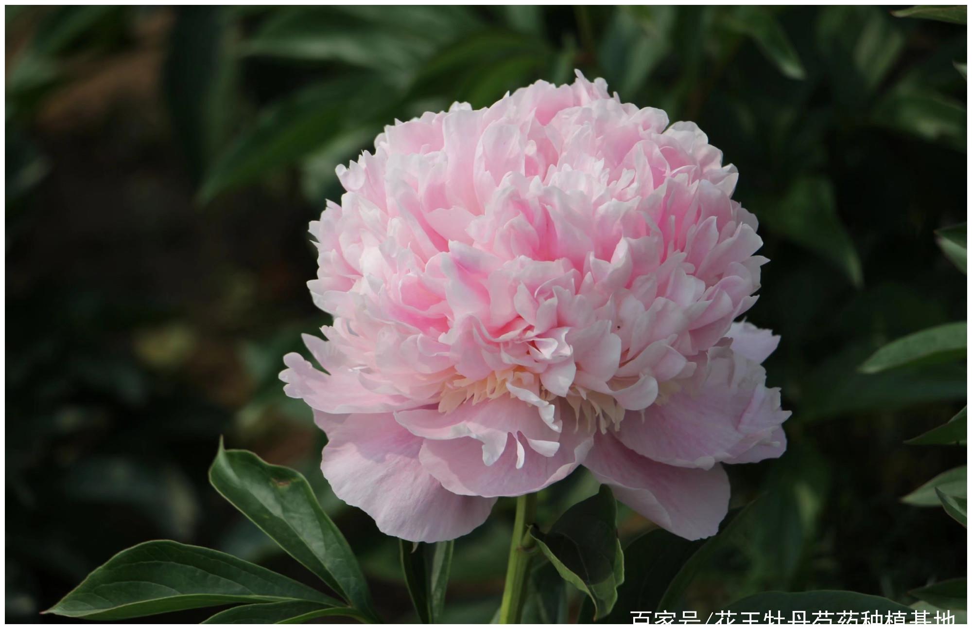 重瓣观赏芍药五月花神芍药花