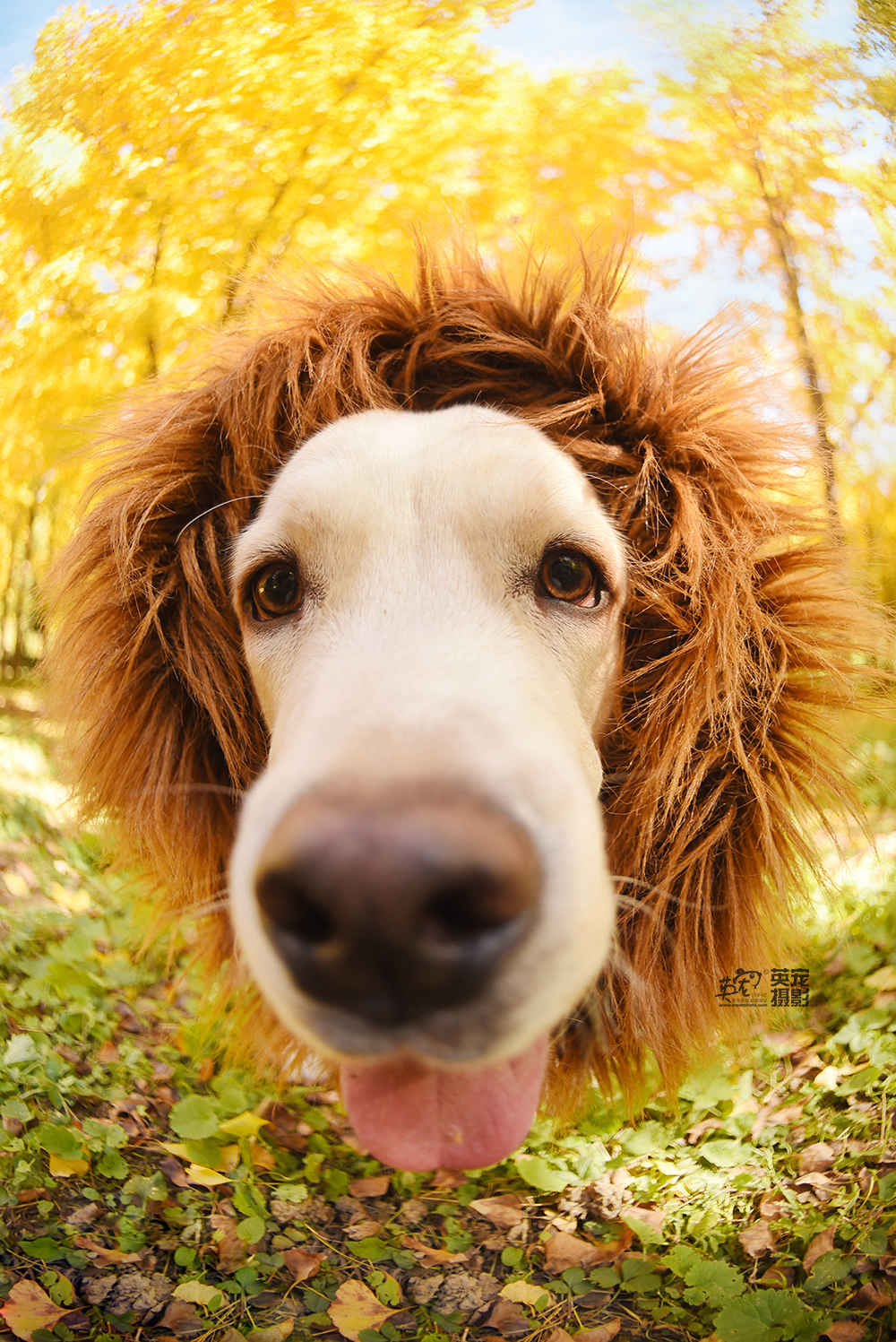 哈姆西克出战2021-08-24 09:39:43以前觉得拉布拉多和猫在一起是个