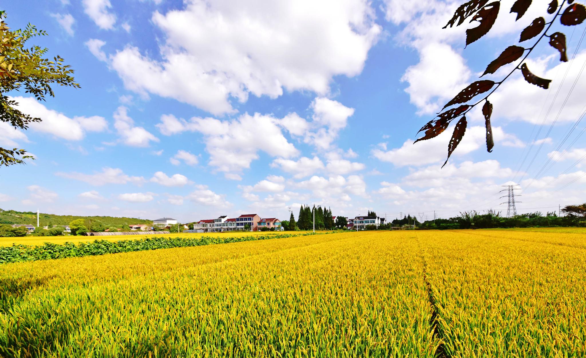 白云飘过湛蓝的天空,秋风吹过金色的田野.